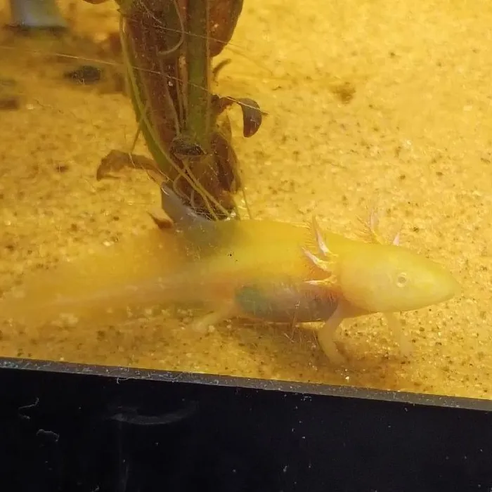 Axolotl for sale