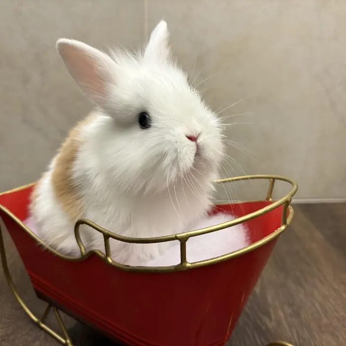 Bunny for sale
