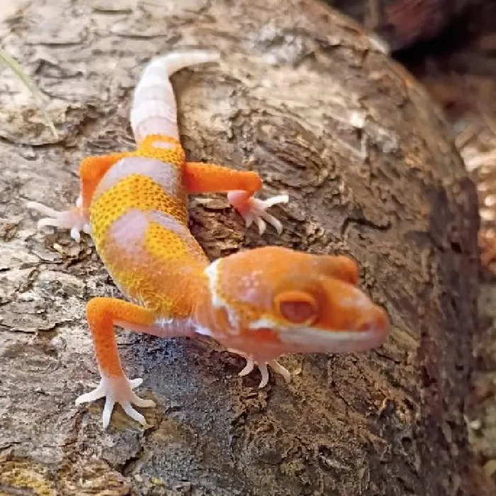 Leopard Gecko for sale