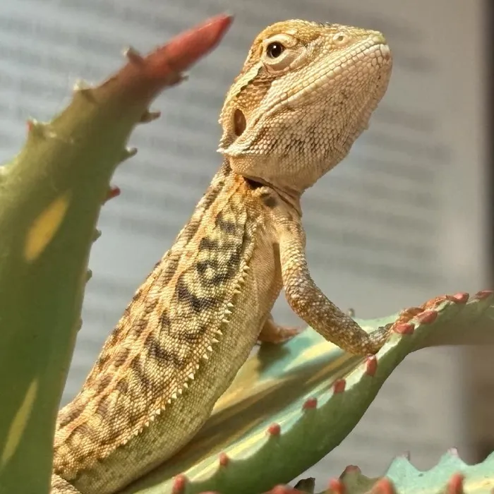 Bearded Dragon for sale