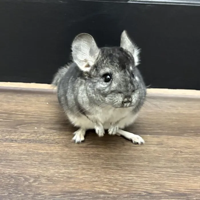 Chinchilla for sale