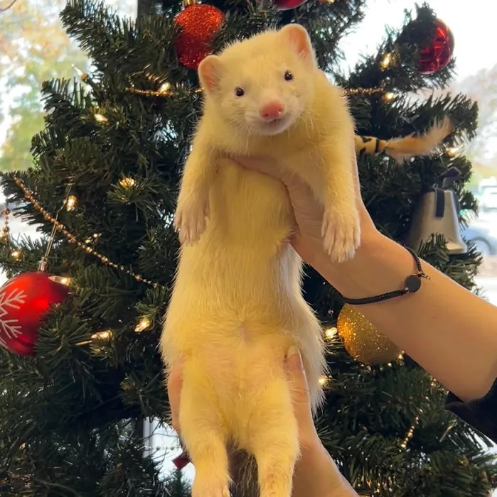 Ferret for sale