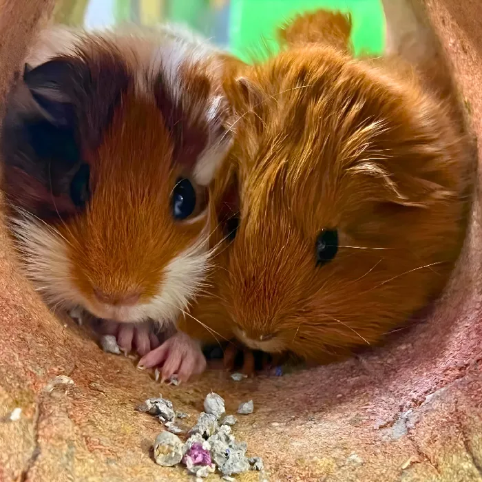 Guinea Pig for sale
