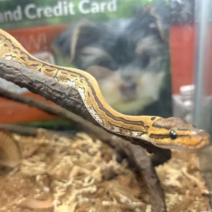 Ball Python for sale