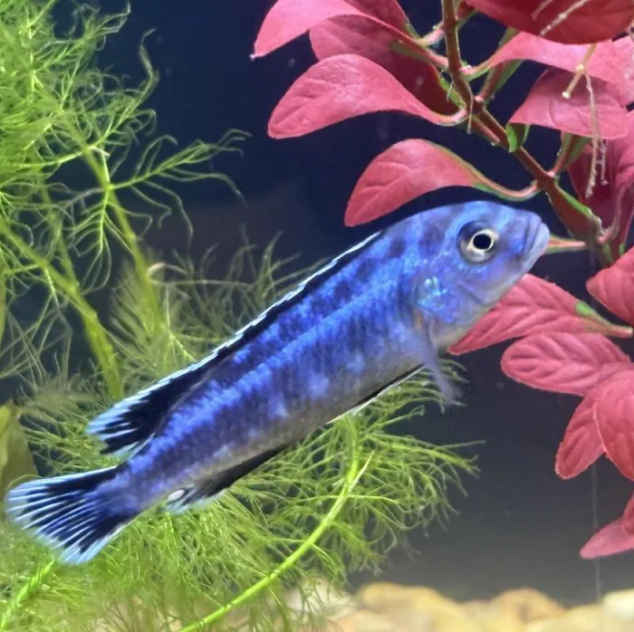 Fish - Freshwater for sale