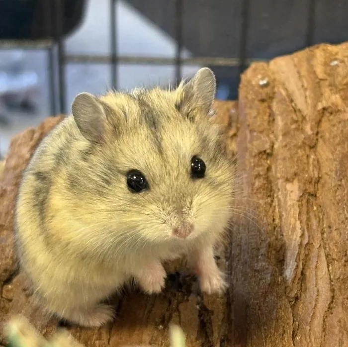Dwarf Hamster for sale